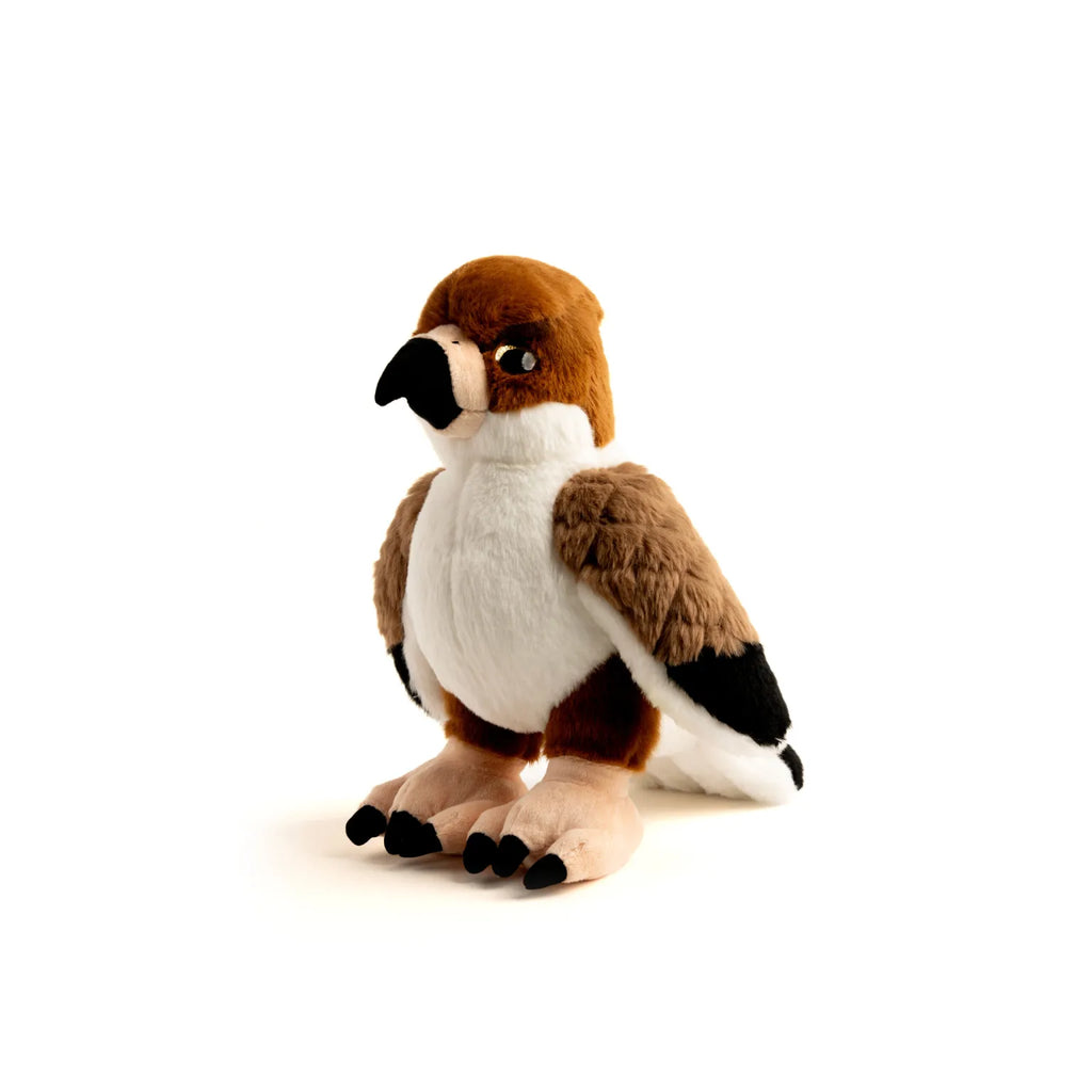 جراح